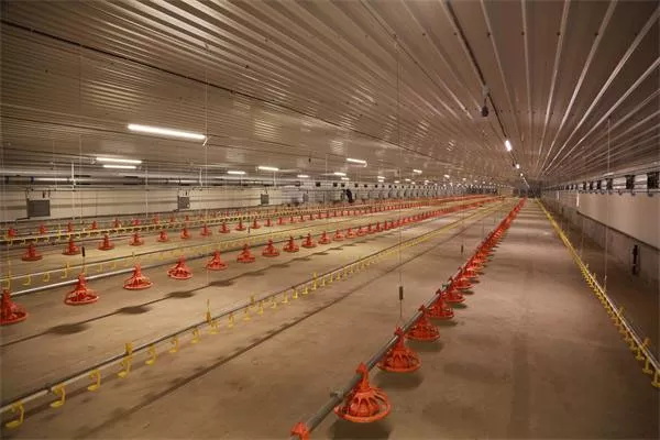 Broiler Feeding Line